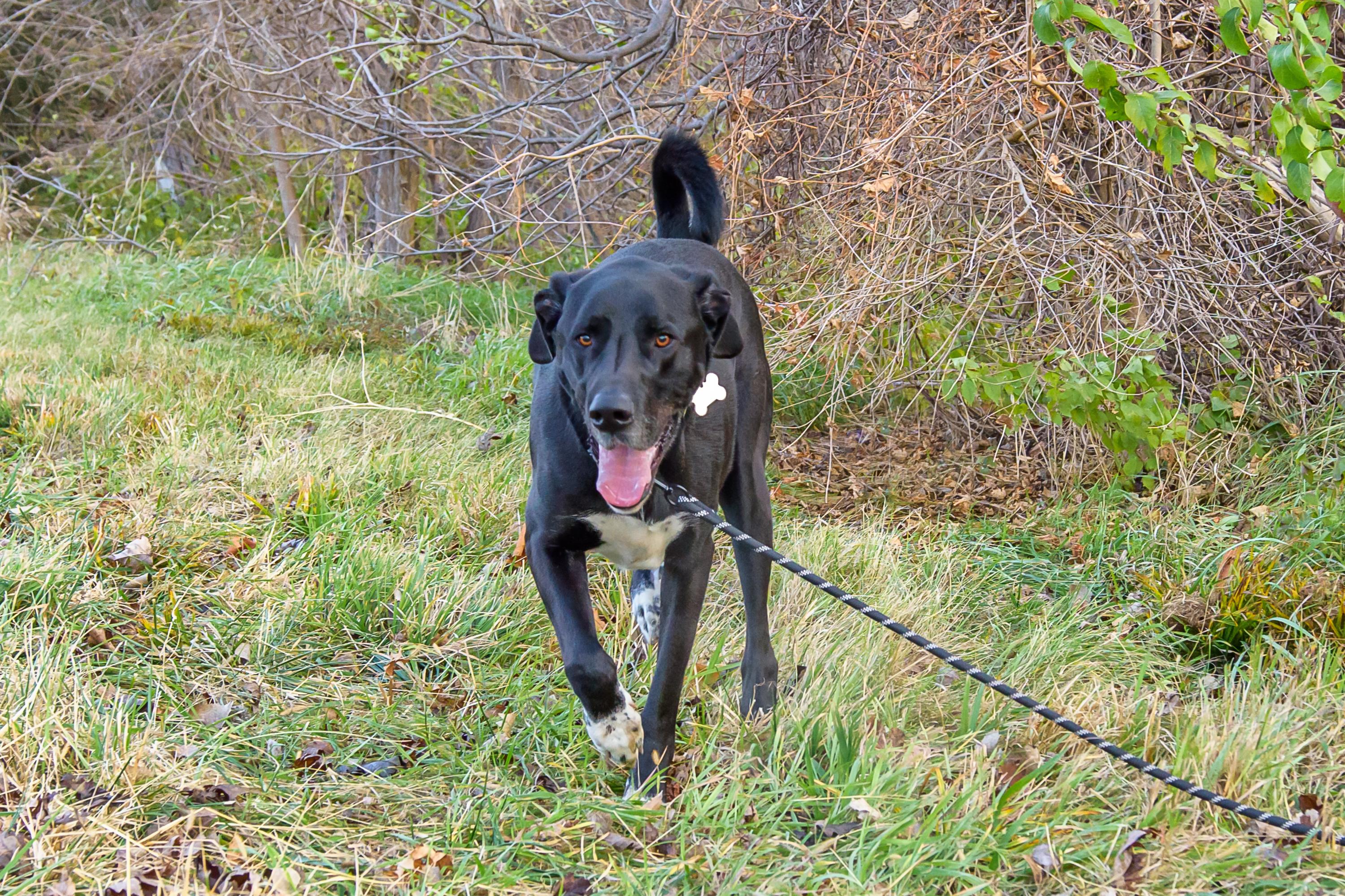 Enlarge Sirius, a Adoptable mixed breed in Blair, NE image 4/5