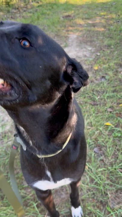 Enlarge Sirius, a Adoptable mixed breed in Blair, NE video 5/5