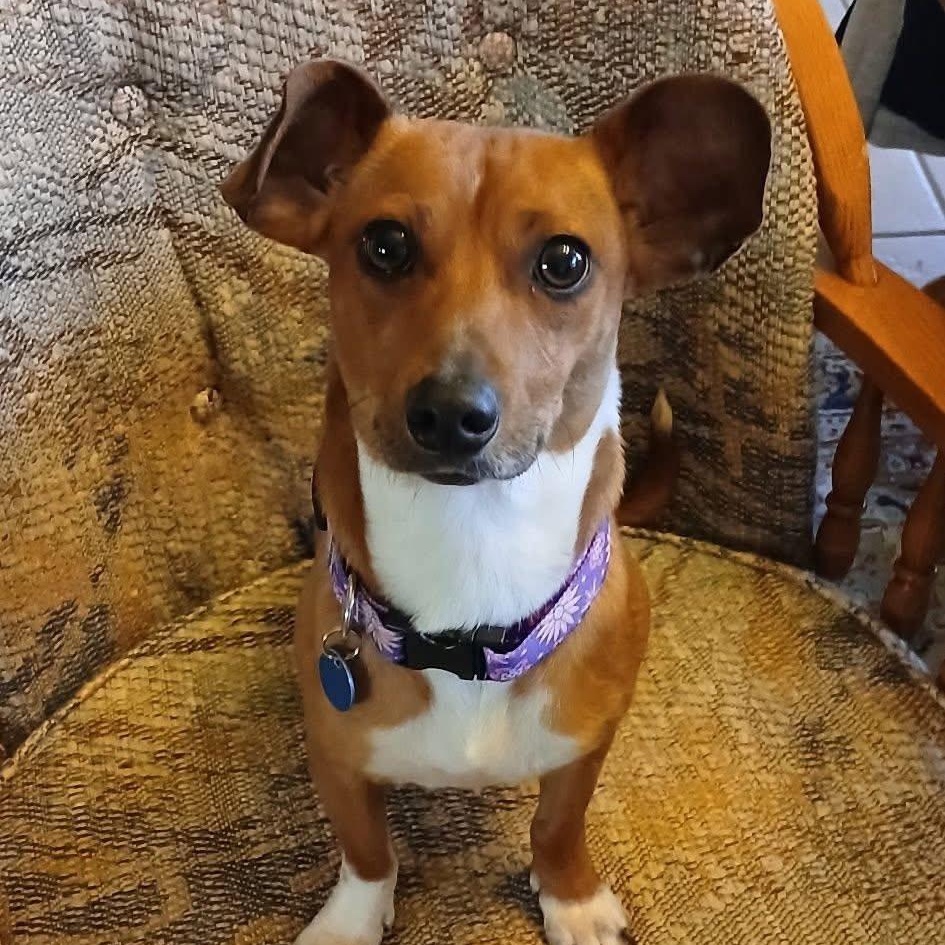 Arnie, ADOPTABLE, Young Male Jack Russell Terrier & Mixed Breed.