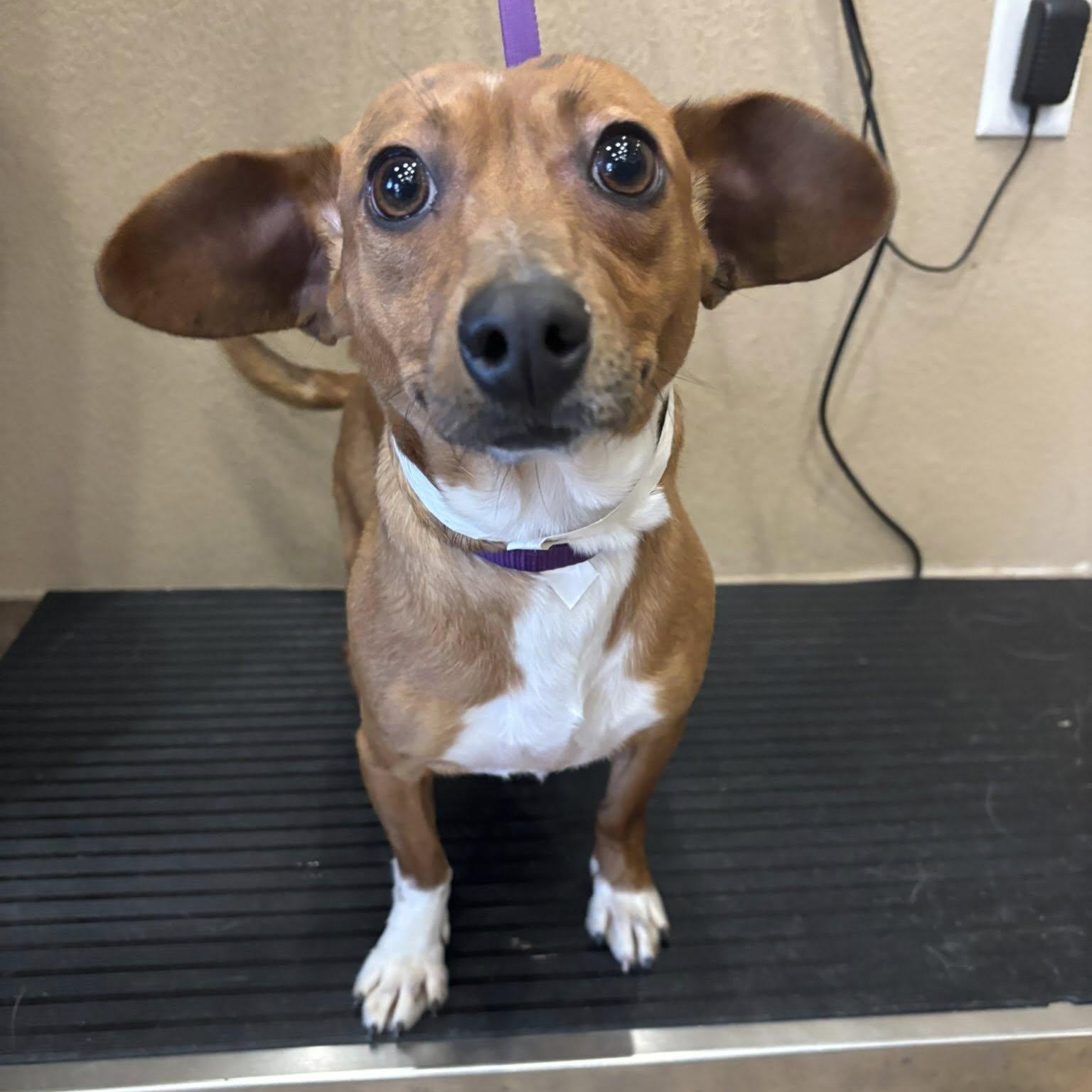 Arnie, ADOPTABLE, Young Male Dachshund & Mixed Breed.