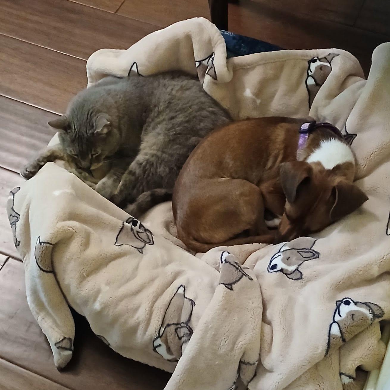 Arnie, a ADOPTABLE mixed breed in Redmond, WA image 4/6