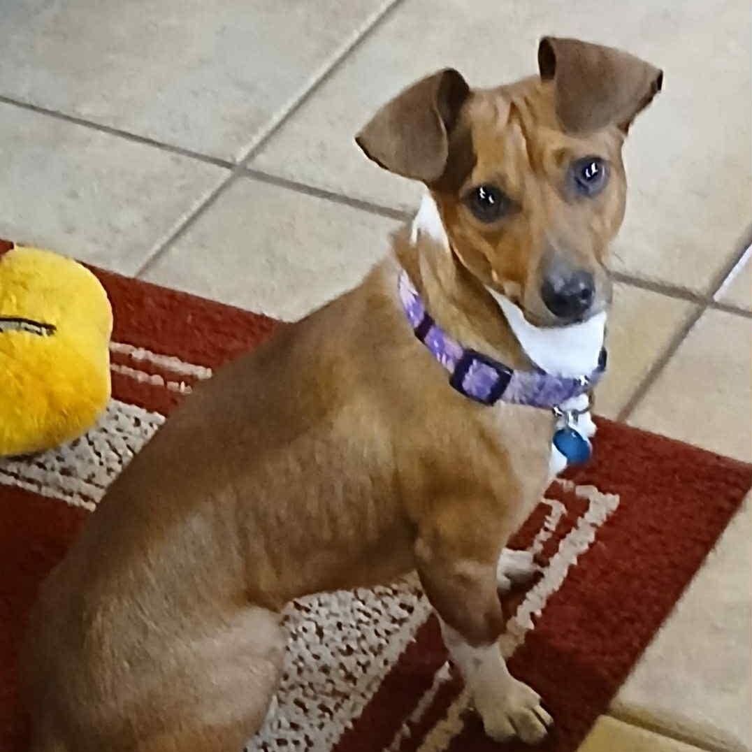 Arnie, a ADOPTABLE mixed breed in Redmond, WA image 1/6