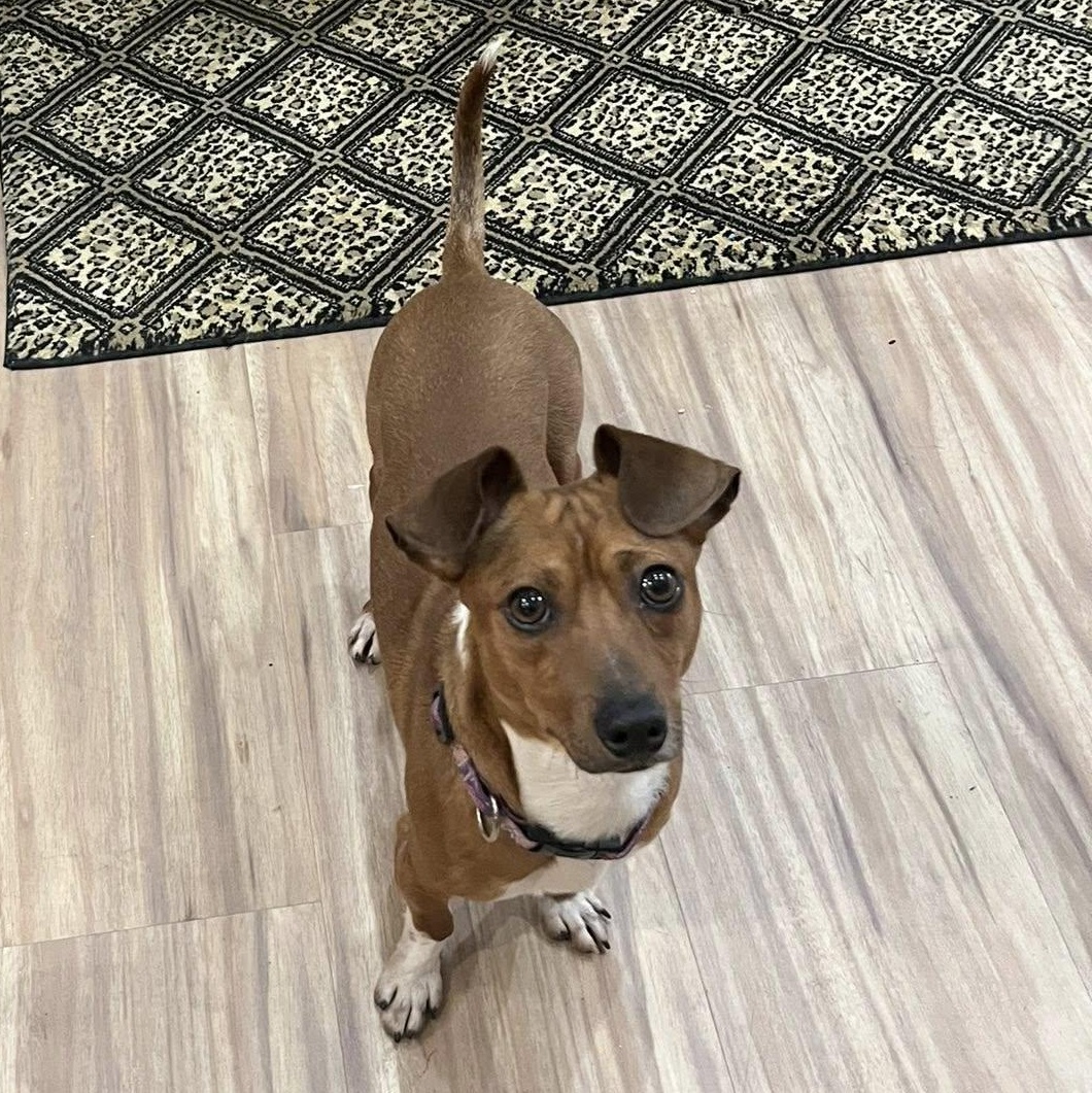 Enlarge Arnie, a ADOPTABLE mixed breed in Redmond, WA image 4/6