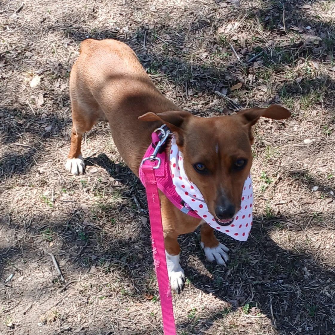 Arnie, a ADOPTABLE mixed breed in Redmond, WA image 6/6
