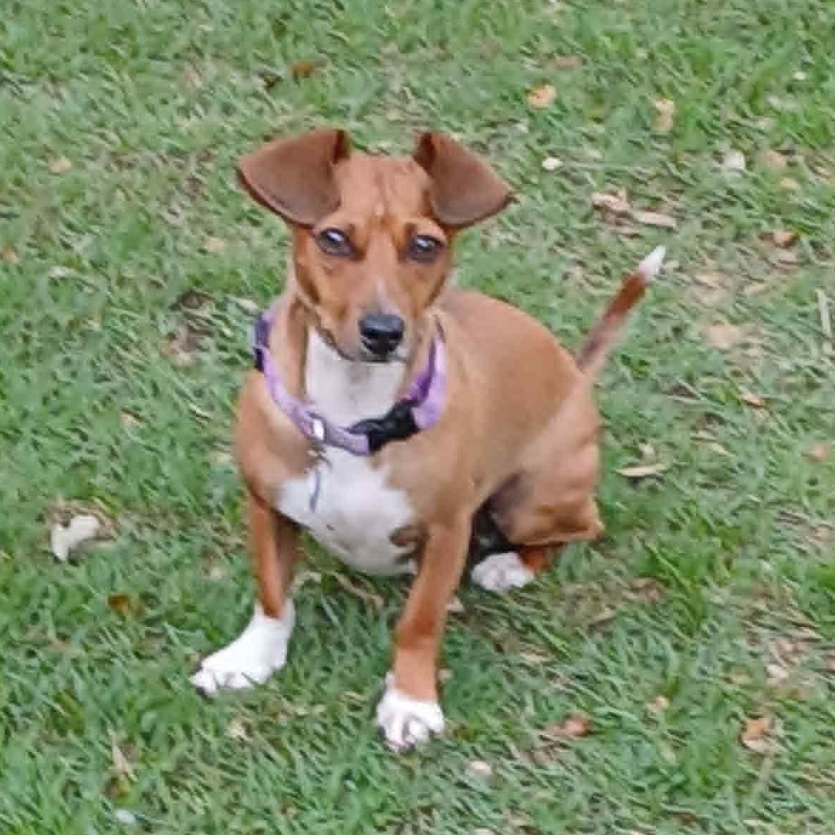 Arnie, ADOPTABLE, Young Male Jack Russell Terrier & Mixed Breed.