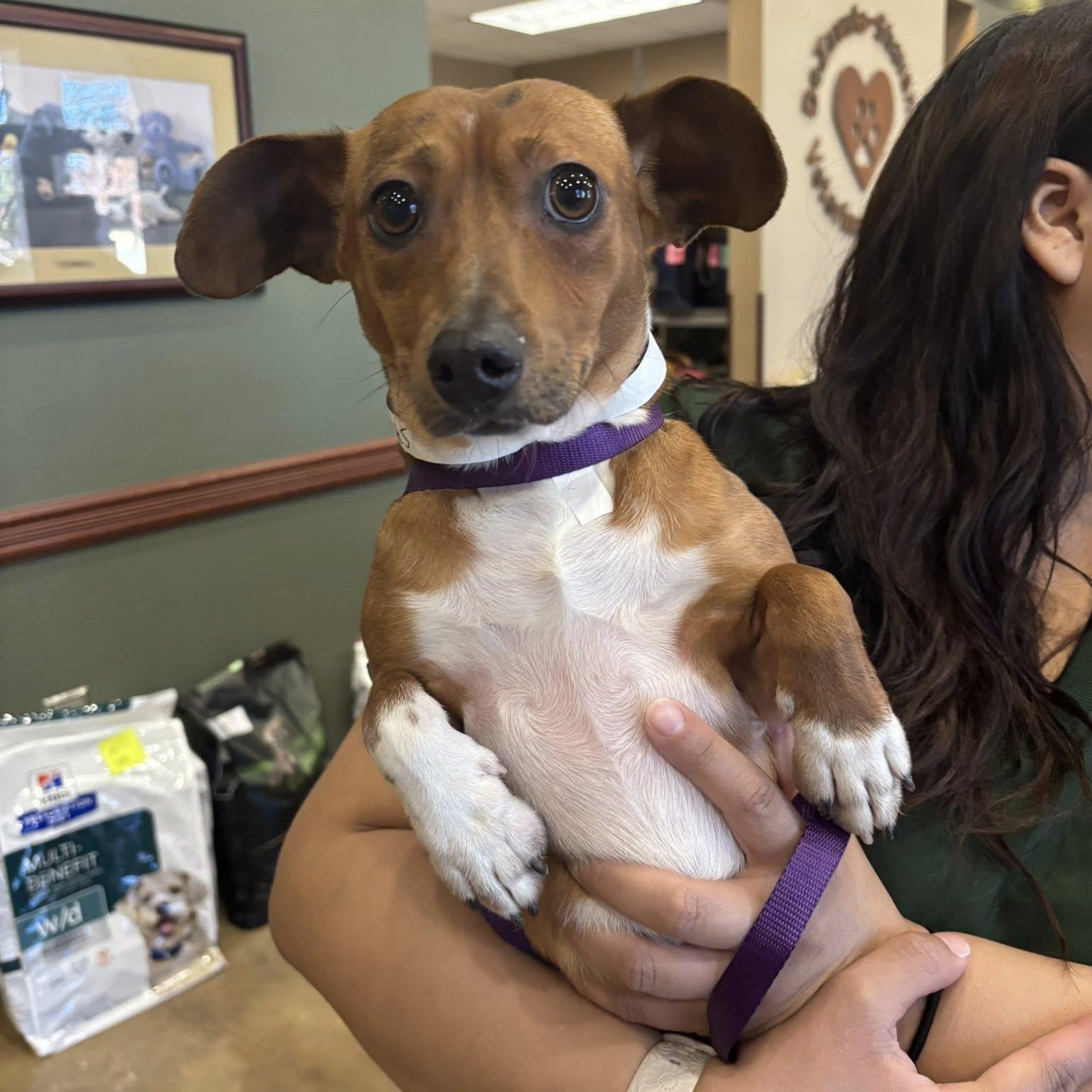 Enlarge Arnie, a ADOPTABLE mixed breed in Redmond, WA image 2/6