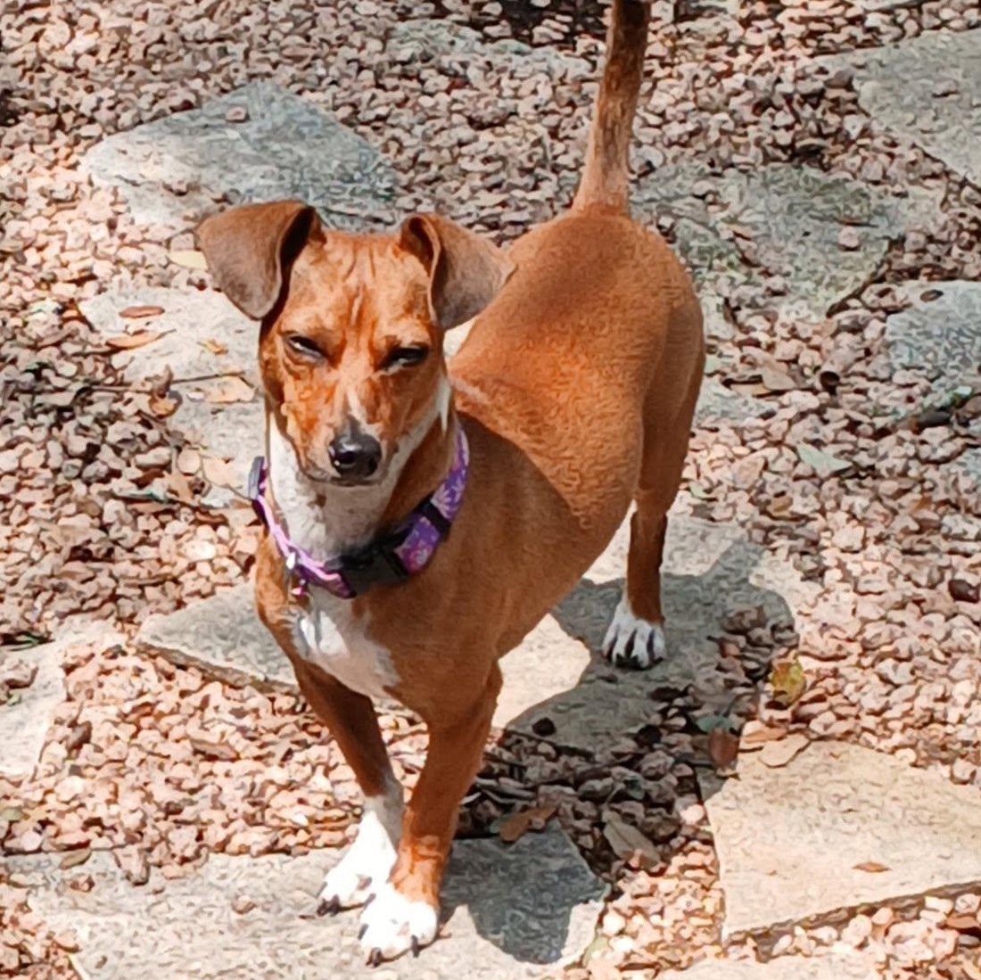 Arnie, a ADOPTABLE mixed breed in Redmond, WA image 3/6
