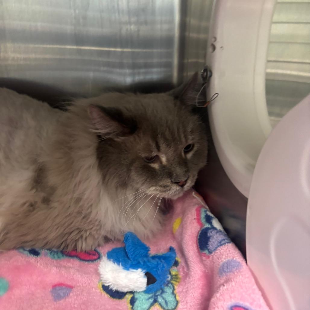 Lynx, Adoptable, Adult Male Domestic Long Hair.