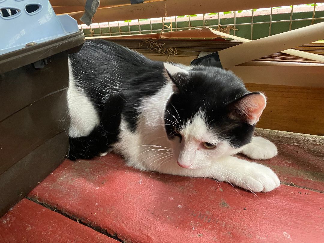 Enlarge Tito, a Adoptable Domestic Short Hair in Atwater, OH image 1/1