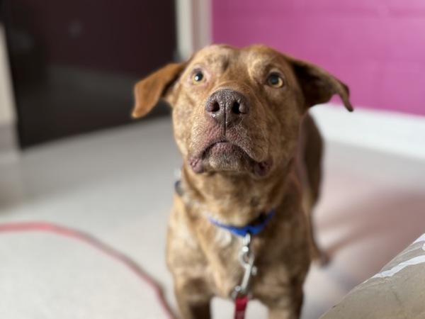 Rigatoni, Adoptable, Adult Male Pit Bull Terrier & Dachshund.