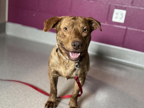 Enlarge Rigatoni, a Adoptable mixed breed in Portland, OR image 2/6