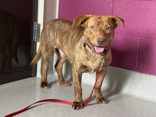 Enlarge Rigatoni, a Adoptable mixed breed in Portland, OR image 3/6