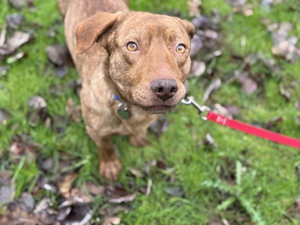 Enlarge Rigatoni, a Adoptable mixed breed in Portland, OR image 4/6