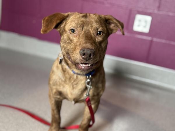 Enlarge Rigatoni, a Adoptable mixed breed in Portland, OR image 5/6