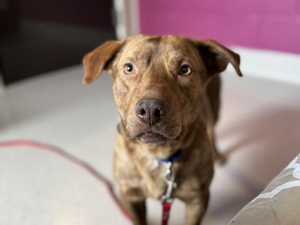 Enlarge Rigatoni, a Adoptable mixed breed in Portland, OR image 6/6