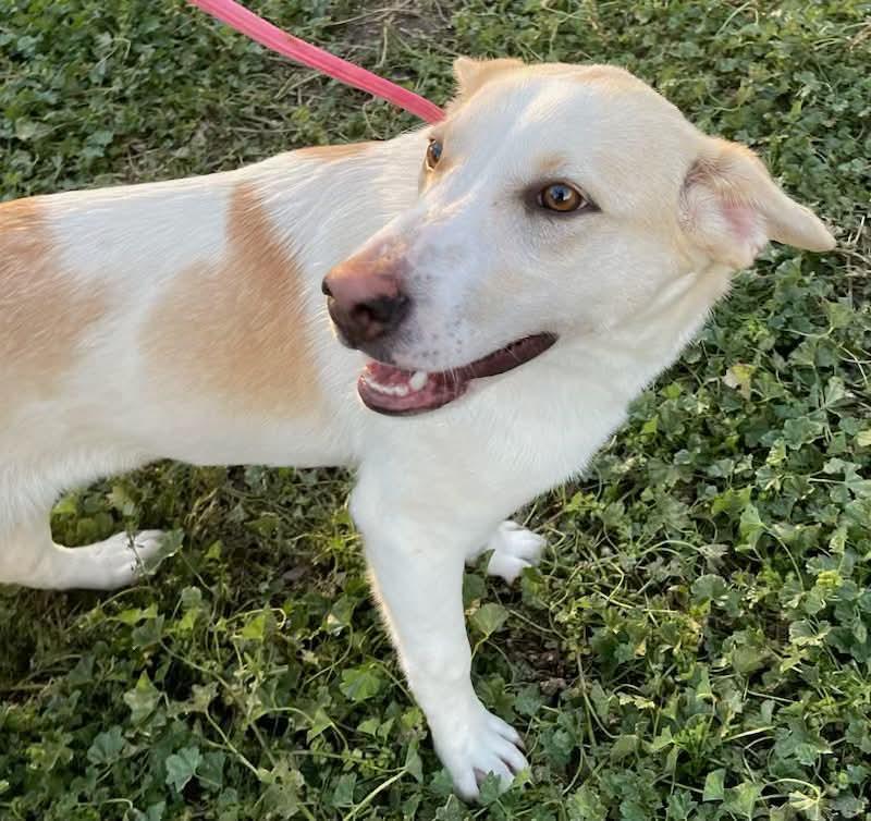 Enlarge Nemo, a Adoptable mixed breed in Polson, MT image 4/4