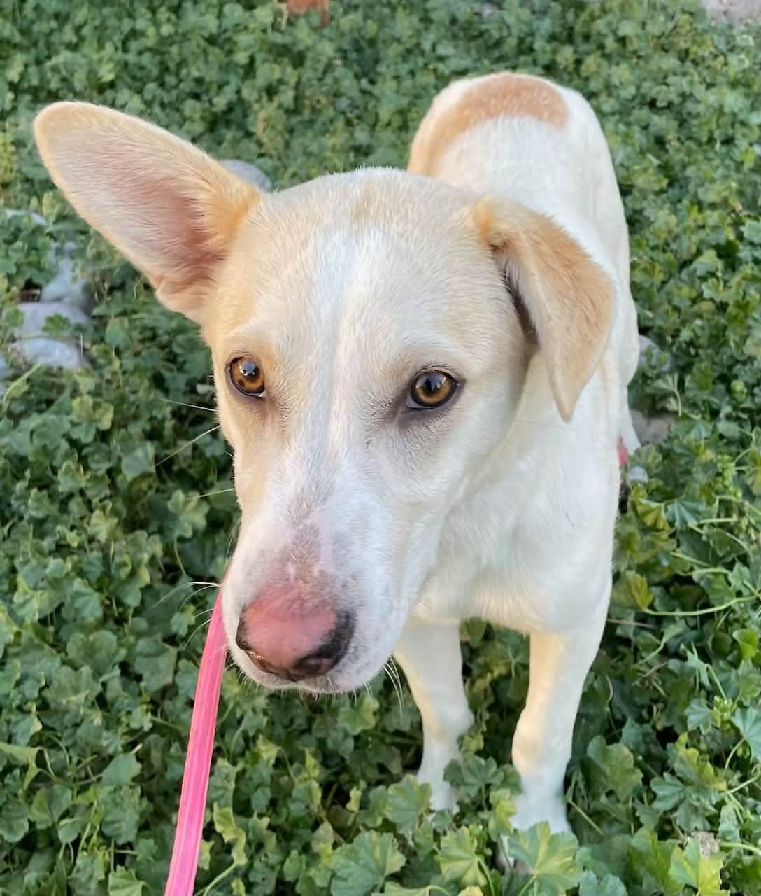 Enlarge Nemo, a Adoptable mixed breed in Polson, MT image 2/4