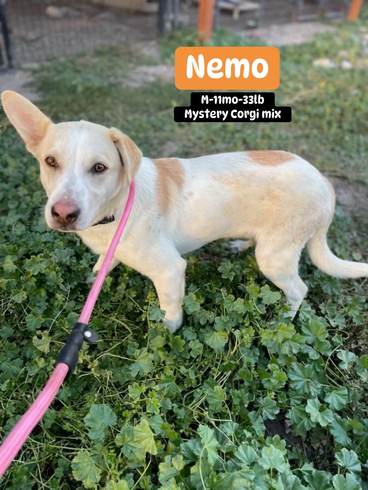 Nemo photo