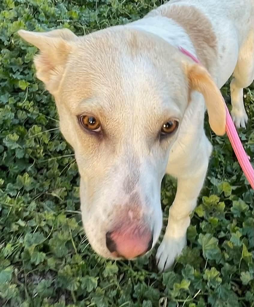 Enlarge Nemo, a Adoptable mixed breed in Polson, MT image 3/4