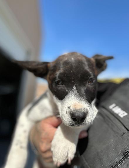 SEIZED "CRUELLA" 1672 HOLD UNTIL 11/8/2025