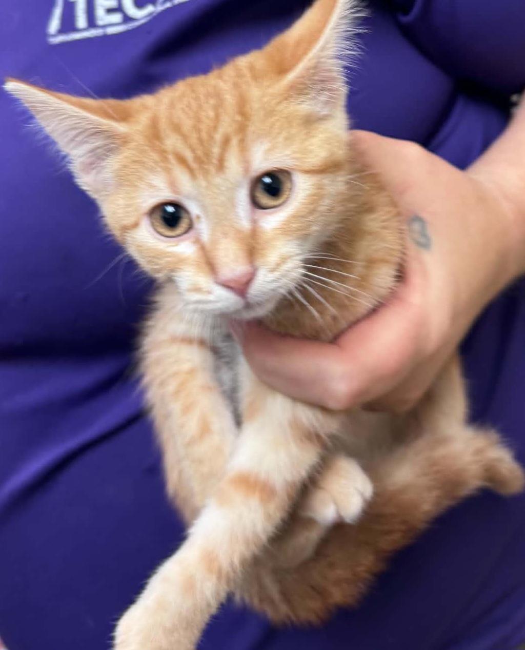 raven, Adoptable, Kitten Female Domestic Short Hair.