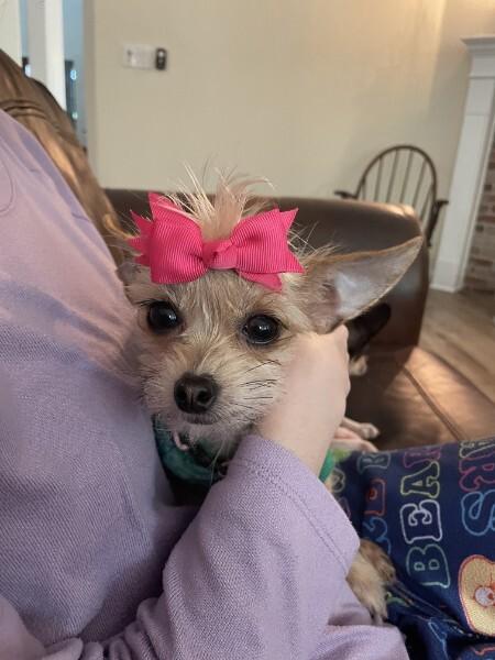 Ivy, Adopted, Young Female Chihuahua.
