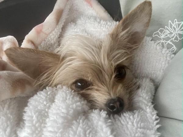 Enlarge Ivy, a Adopted Chihuahua in Austin, TX image 2/6