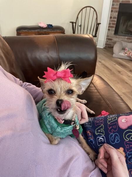 Enlarge Ivy, a Adopted Chihuahua in Austin, TX image 3/6