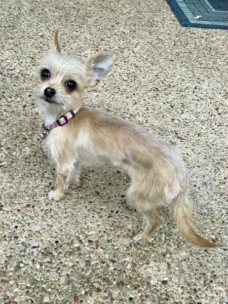 Enlarge Ivy, a Adopted Chihuahua in Austin, TX image 5/6