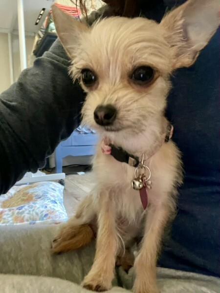 Enlarge Ivy, a Adopted Chihuahua in Austin, TX image 6/6
