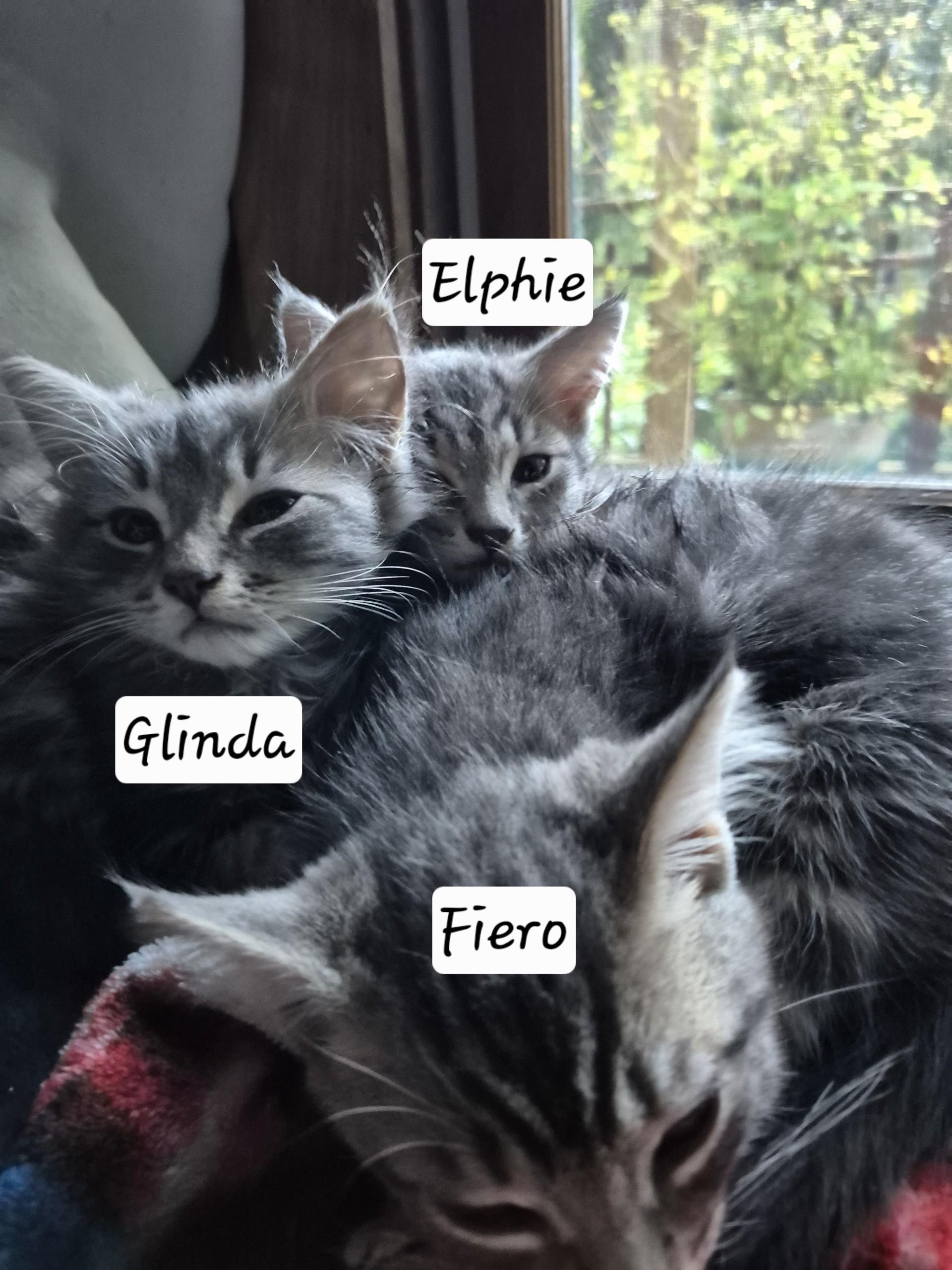 Enlarge Fiyero, an adopted Domestic Short Hair in Floyd, VA image 4/4