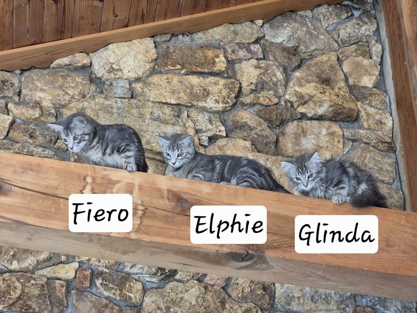 Enlarge Fiyero, an adopted Domestic Short Hair in Floyd, VA image 3/4