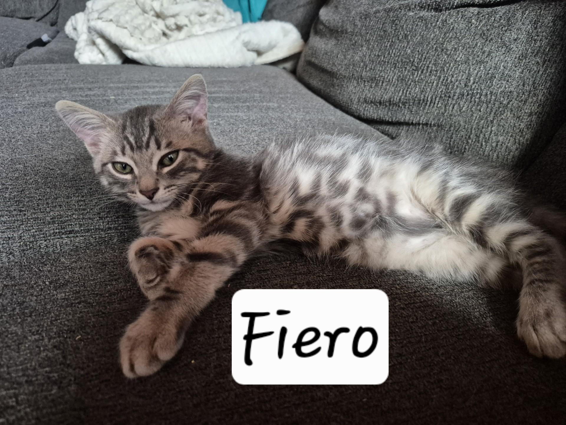 Fiyero, Adoptable, Kitten Male Domestic Short Hair.