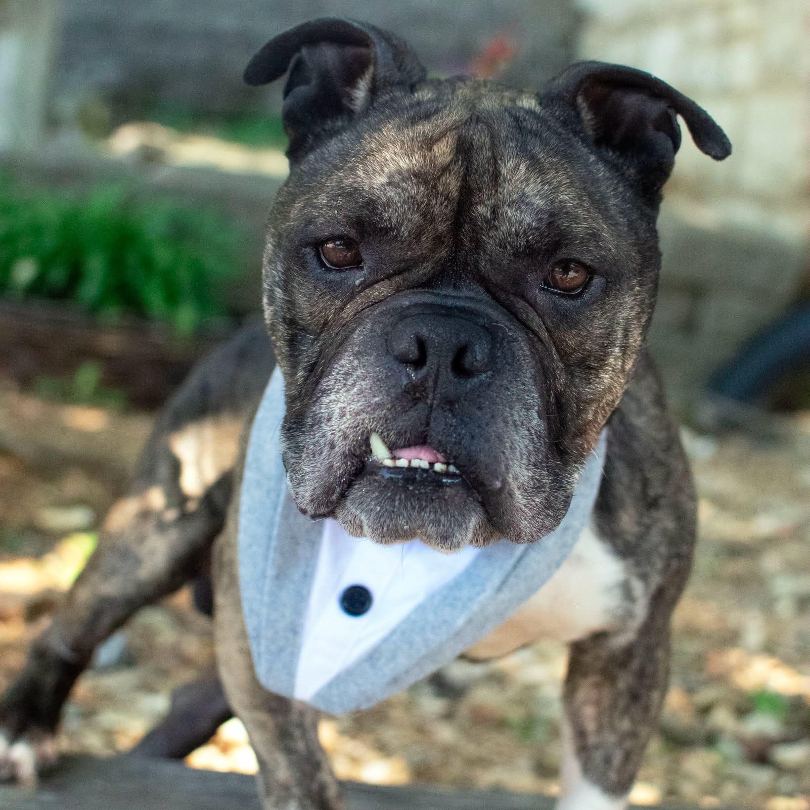 Riff Raff, adopted, Adult Male Bulldog.
