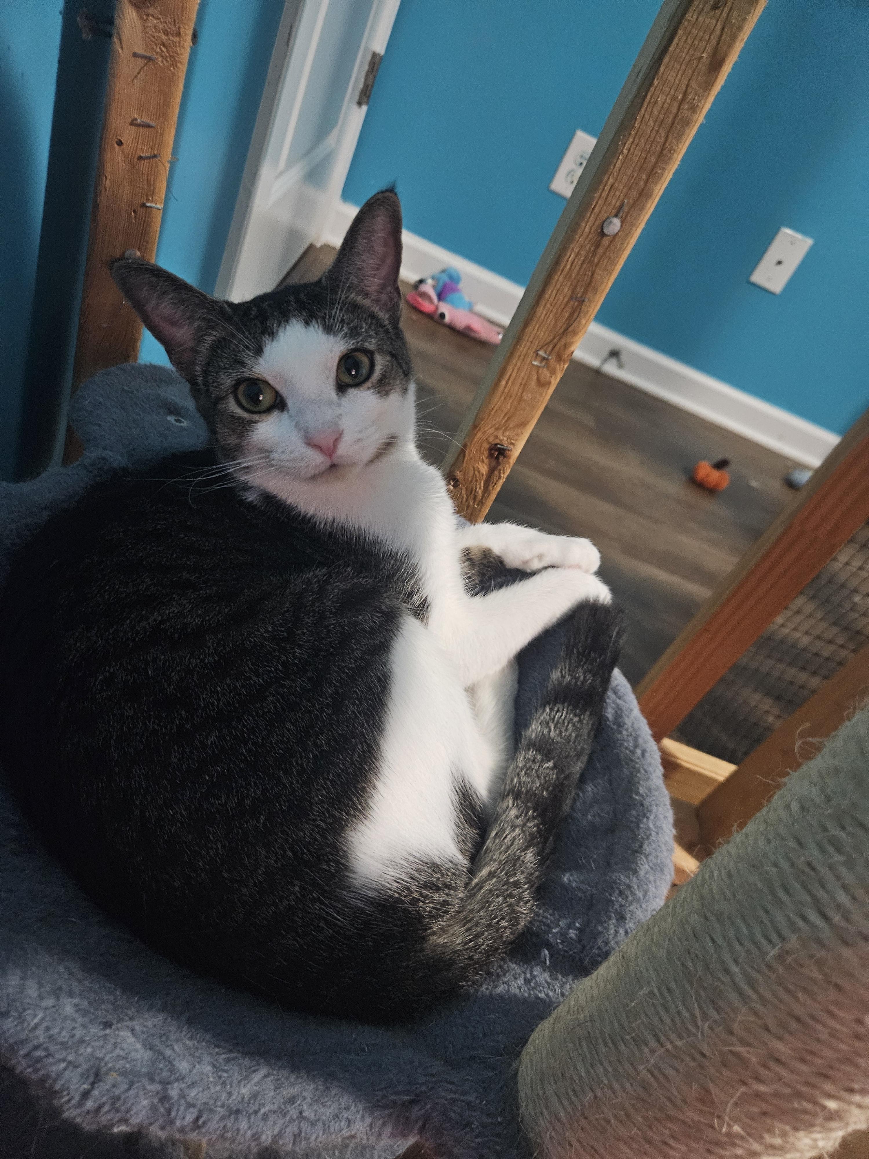 Enlarge Ron, a Adoptable Domestic Short Hair in Moore, SC image 2/2