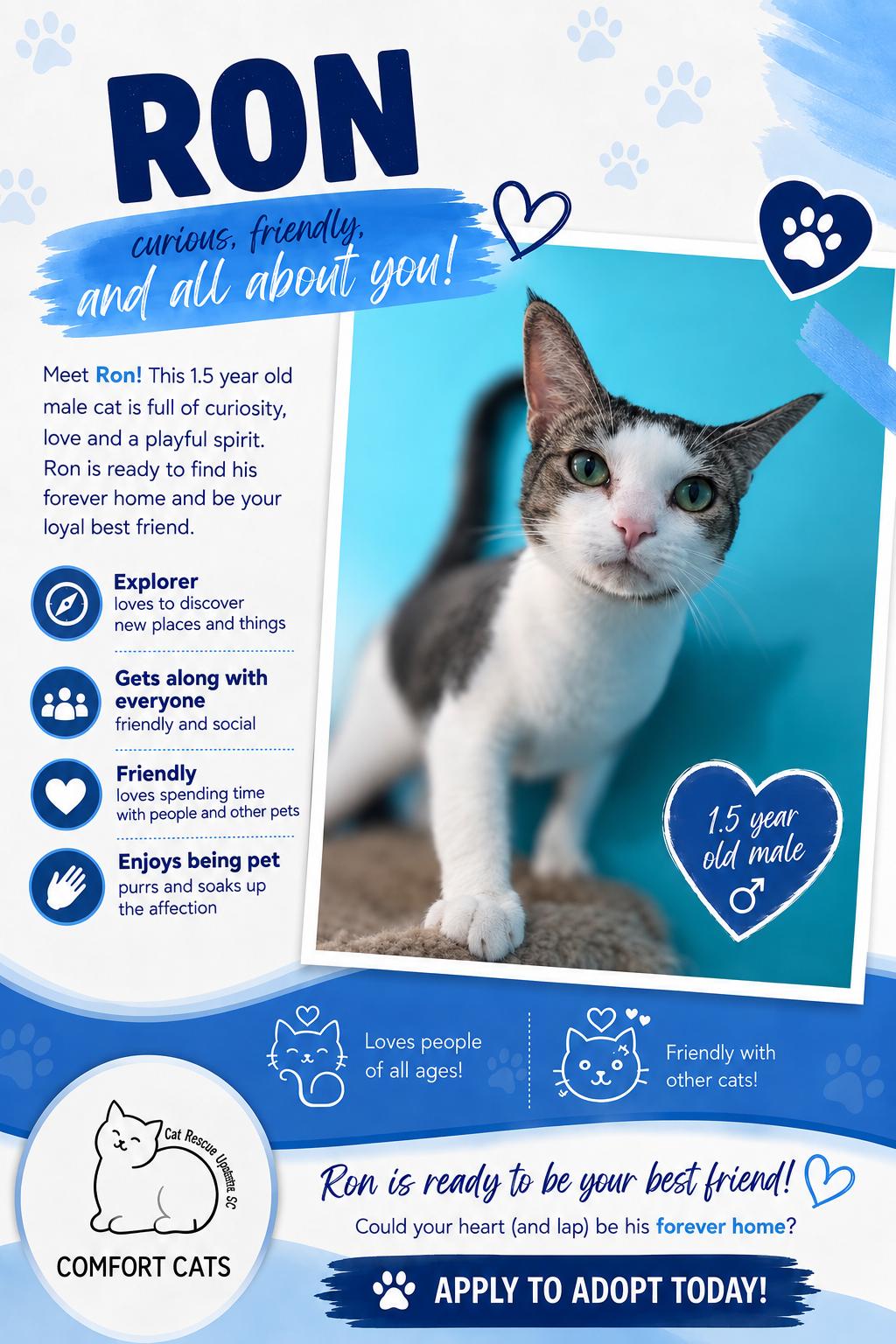 Ron, Adoptable, Young Male Domestic Short Hair.