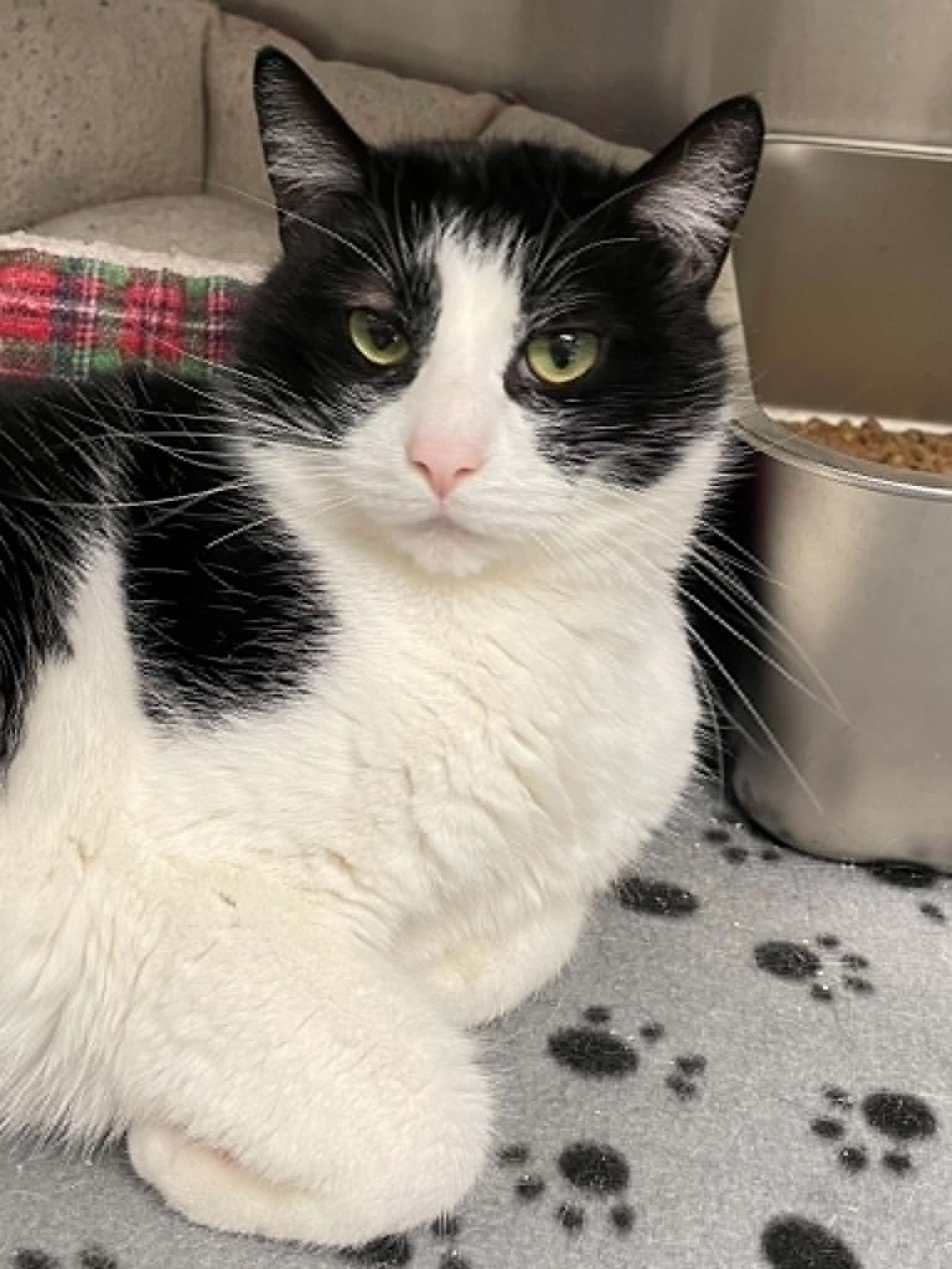Enlarge Ace, a Adopted Domestic Short Hair in Covington, VA image 1/1