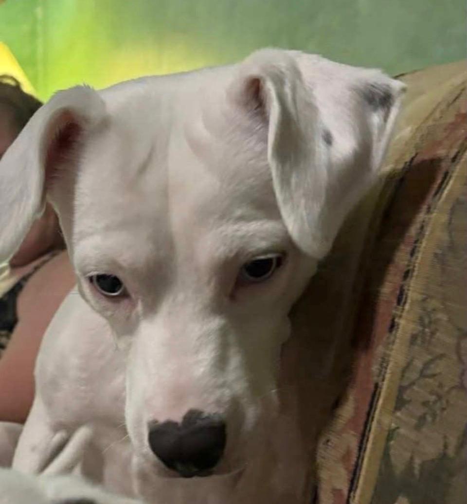 Enlarge Wham, a ADOPTABLE American Bulldog in Evergreen, CO image 3/4