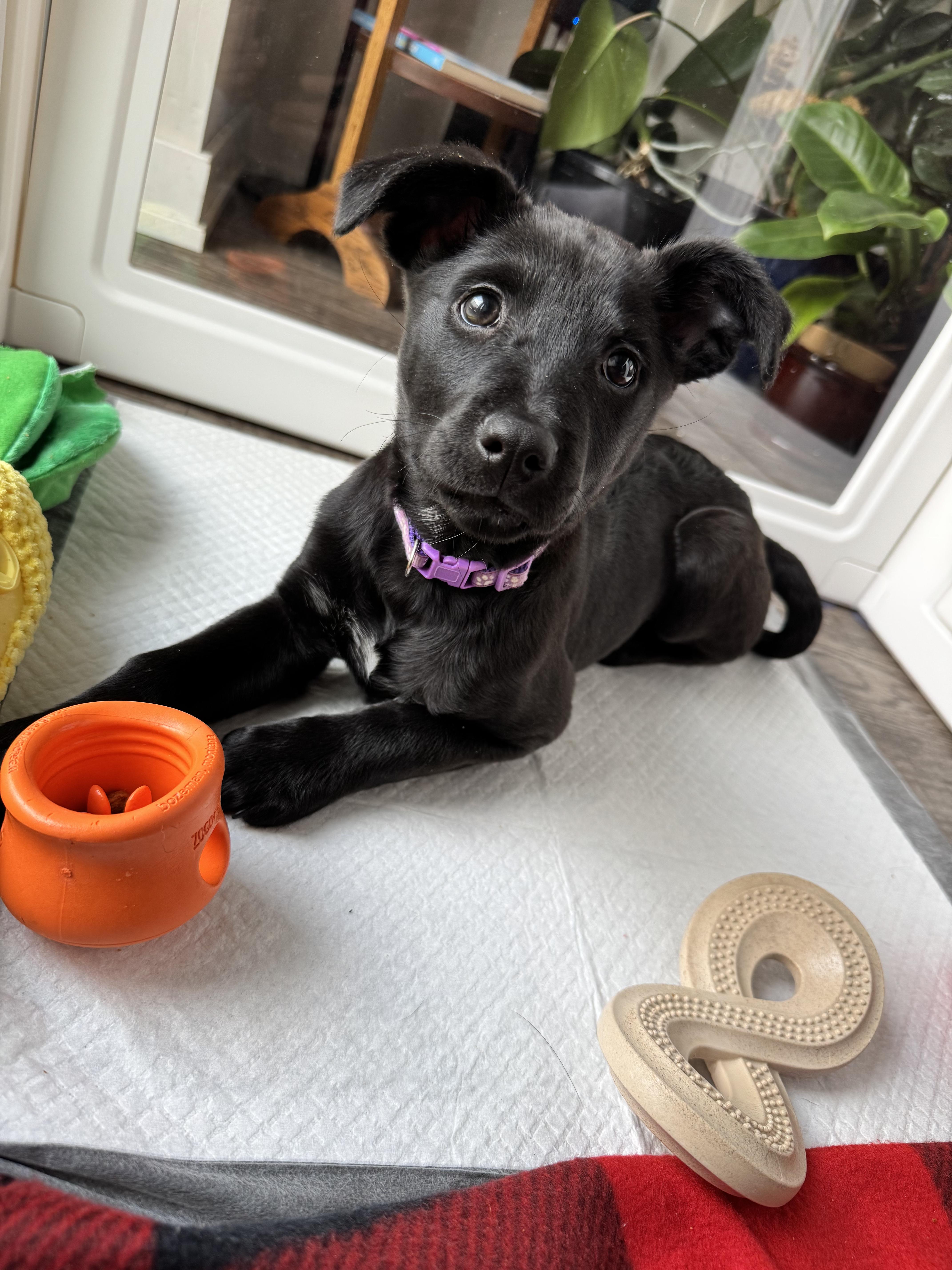 Prancer, Adoptable, Puppy Female Mixed Breed & Chihuahua.
