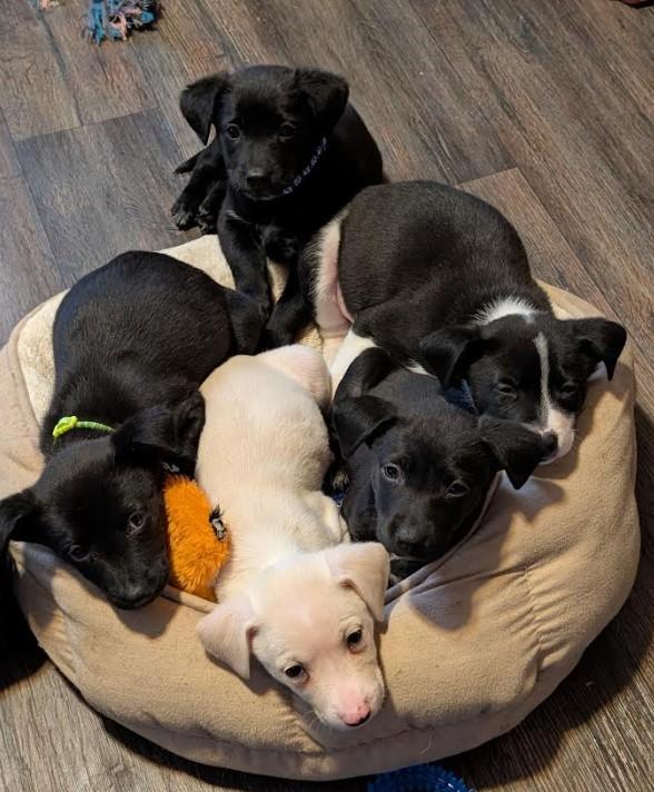 Enlarge Prancer, a Adoptable mixed breed in Rochester, MN image 3/4