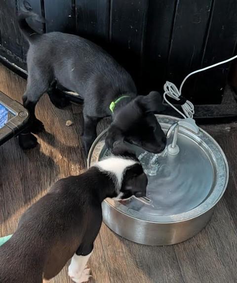 Enlarge Prancer, a Adoptable mixed breed in Rochester, MN image 2/4