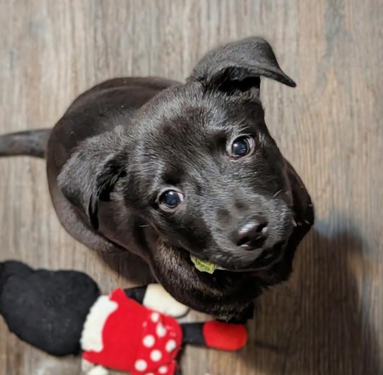 Enlarge Prancer, a Adoptable mixed breed in Rochester, MN image 1/4