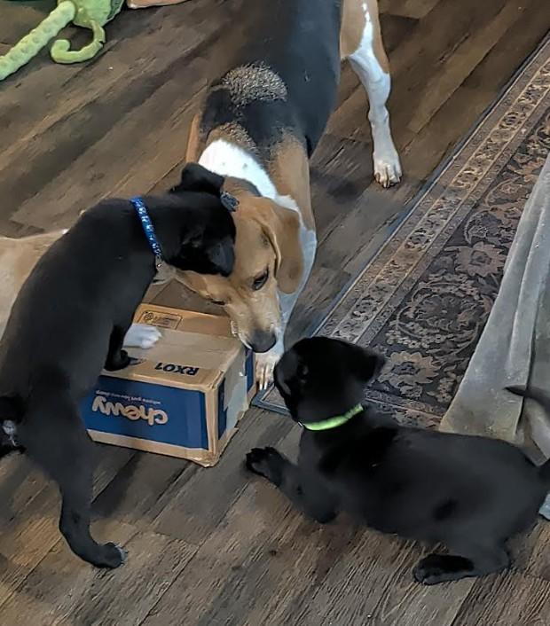 Enlarge Prancer, a Adoptable mixed breed in Rochester, MN image 4/4