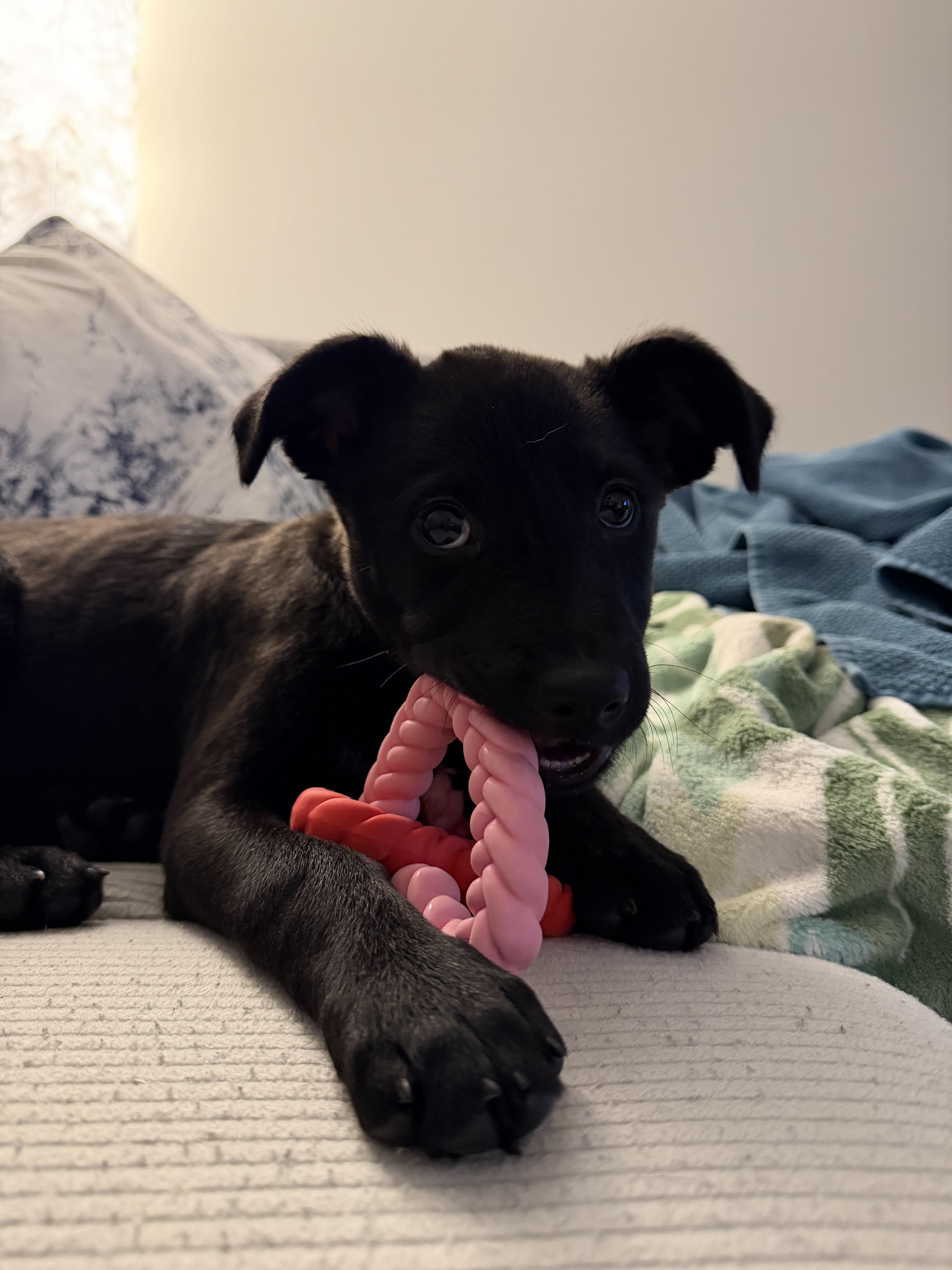 Prancer, Adoptable, Puppy Female Mixed Breed & Chihuahua.