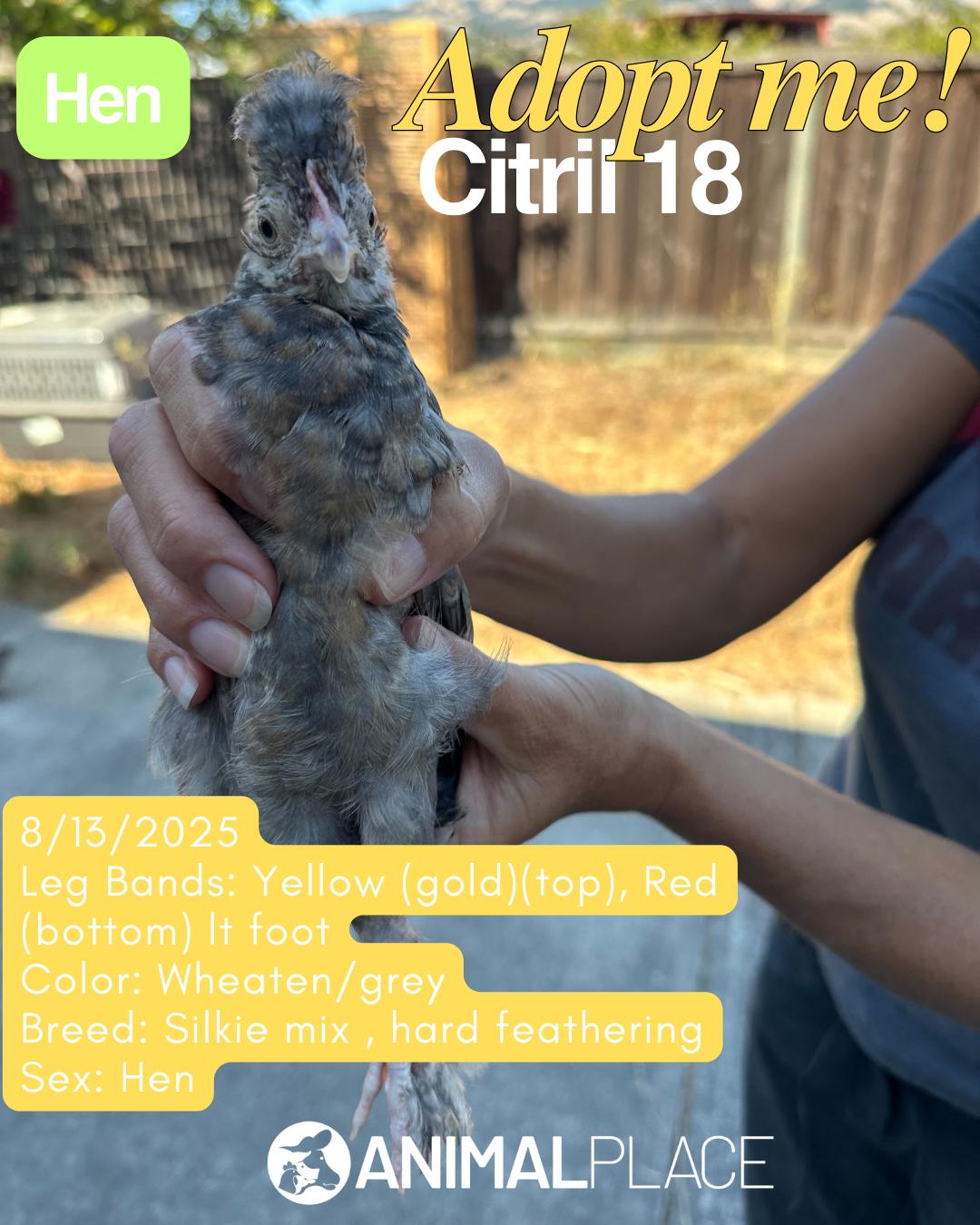 Umbrellabird & Friends (Hens), Adoptable, Young Female Chicken.