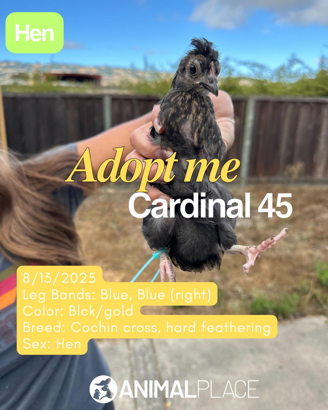 Enlarge Umbrellabird & Friends (Hens), a Adoptable Chicken in Grass Valley, CA image 2/6