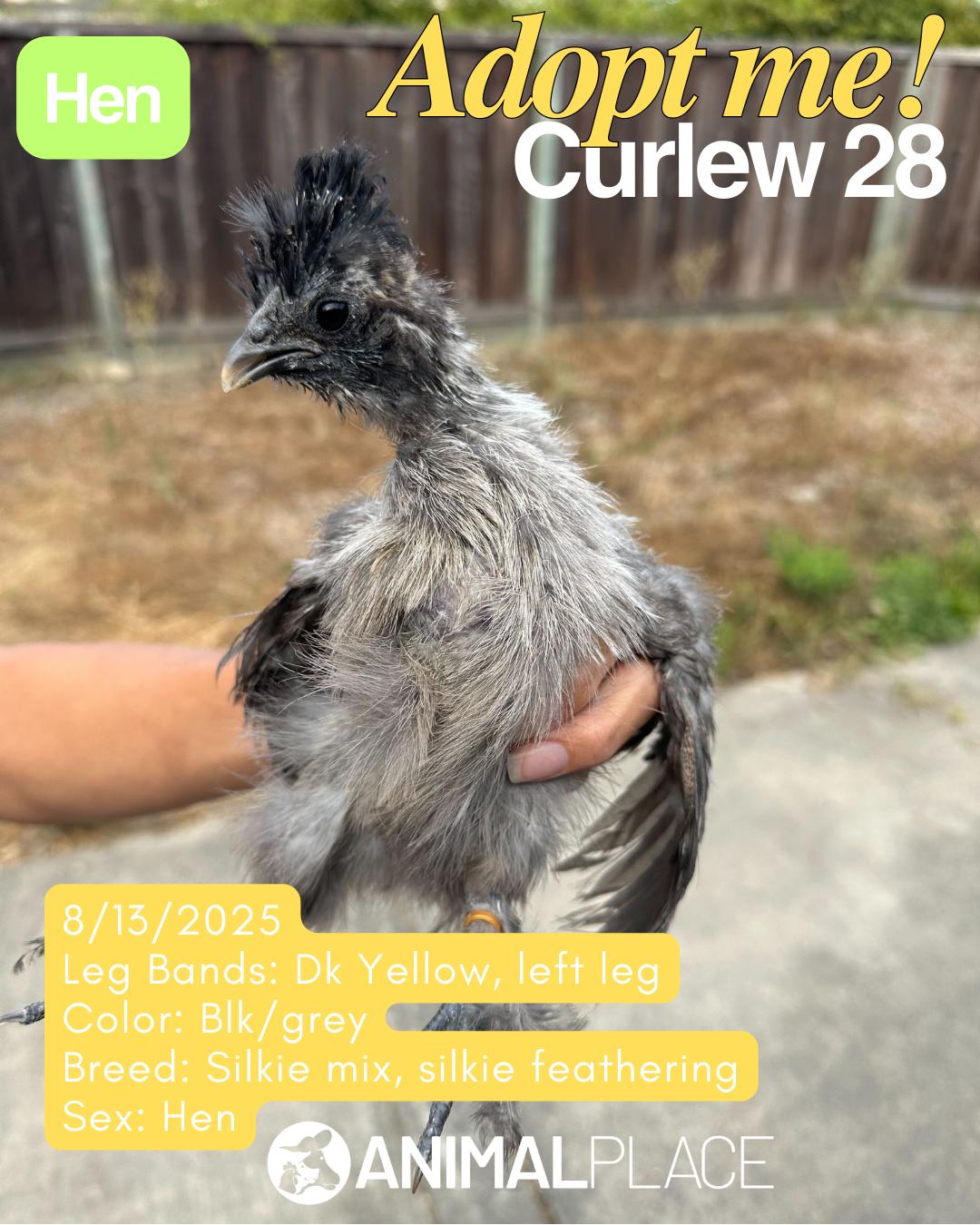 Enlarge Umbrellabird & Friends (Hens), a Adoptable Chicken in Grass Valley, CA image 3/6