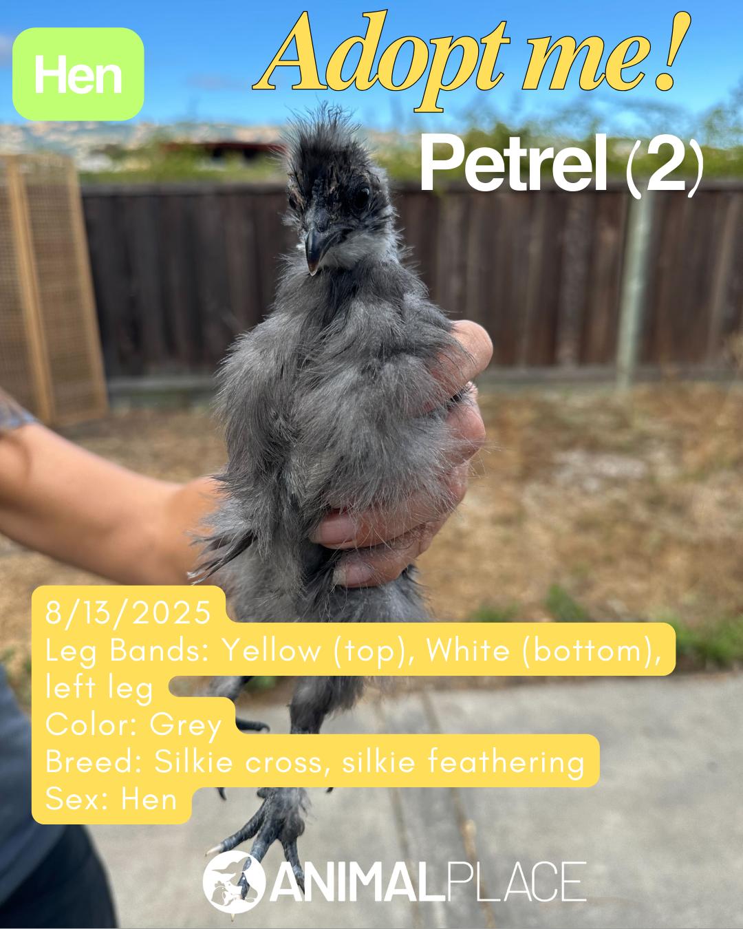 Enlarge Umbrellabird & Friends (Hens), a Adoptable Chicken in Grass Valley, CA image 4/6