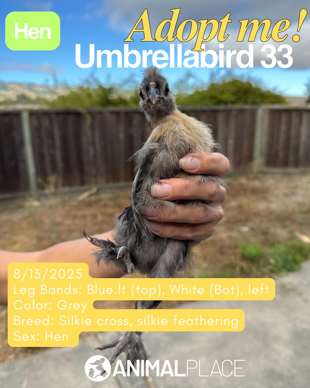 Enlarge Umbrellabird & Friends (Hens), a Adoptable Chicken in Grass Valley, CA image 5/6