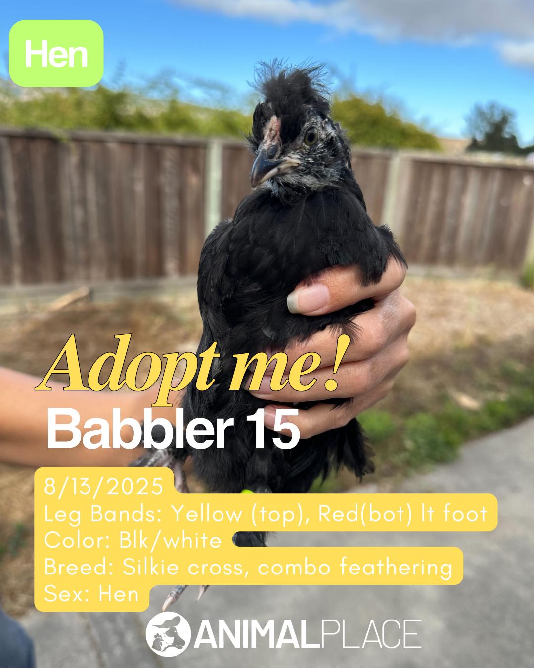 Enlarge Umbrellabird & Friends (Hens), a Adoptable Chicken in Grass Valley, CA image 6/6